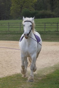 Mare VIOLETTE DE L’AUMONE on the long reins: