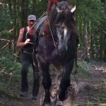 Stallion VIDOCK D’ALBE logging :
