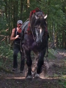 Stallion VIDOCK D’ALBE logging :