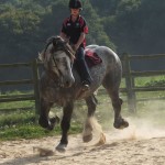 VDOCK D’ALBE under saddle: