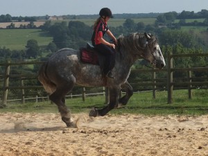 VDOCK D’ALBE under saddle: